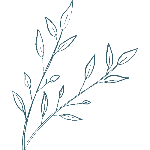 Simple line drawing of a leafy branch on a white background